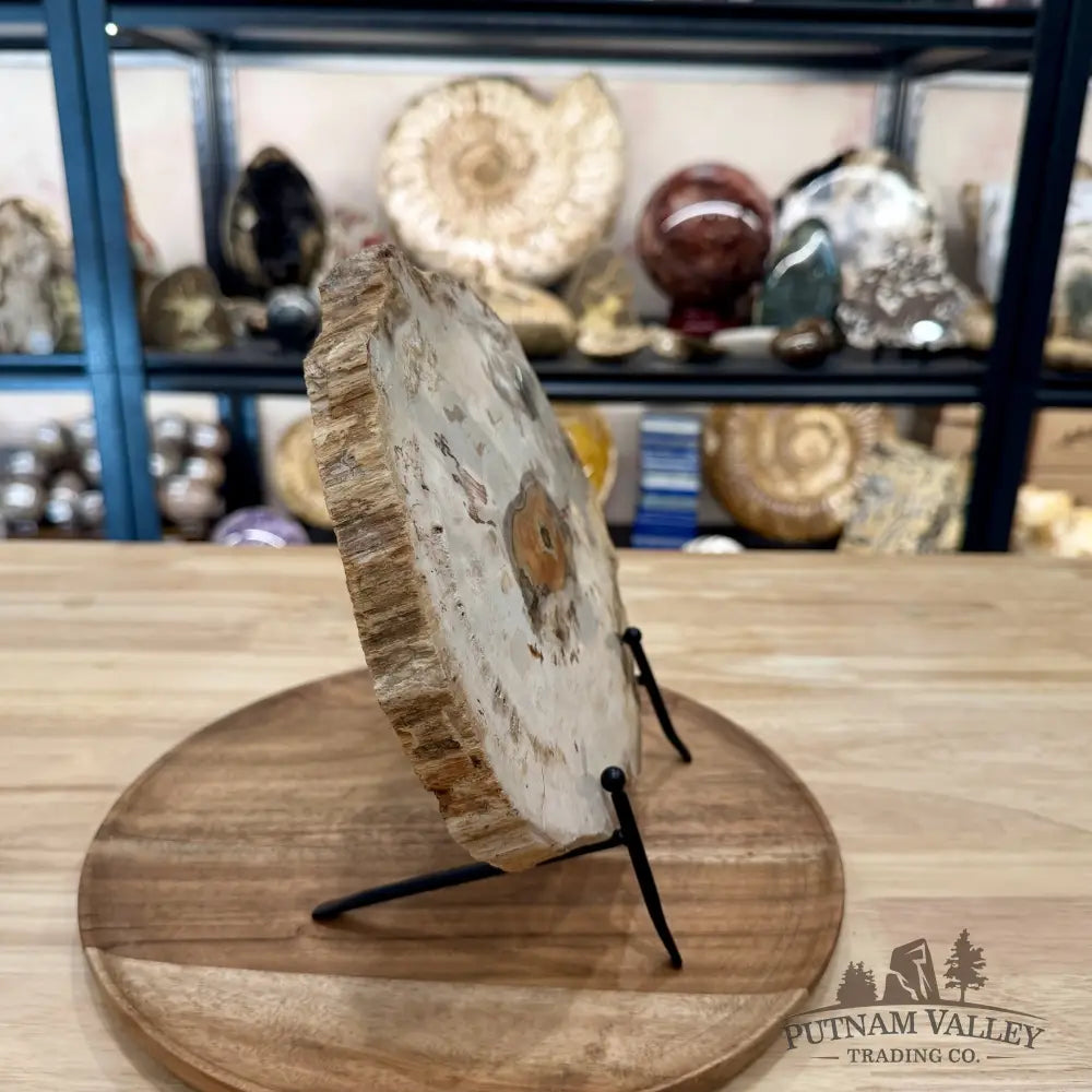 Madagascar Petrified Wood Slab 9.75’’ - Slab