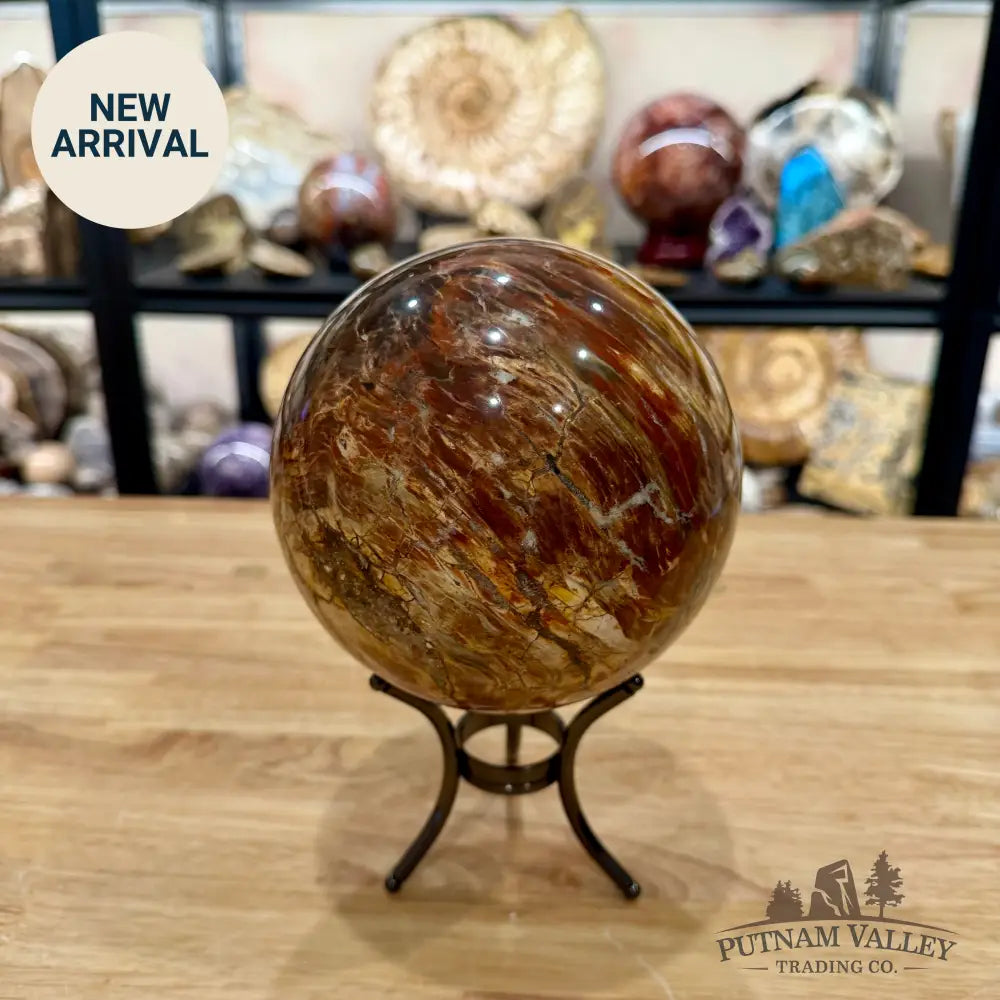 Madagascar Petrified Wood Sphere 5.48’’ - Sphere