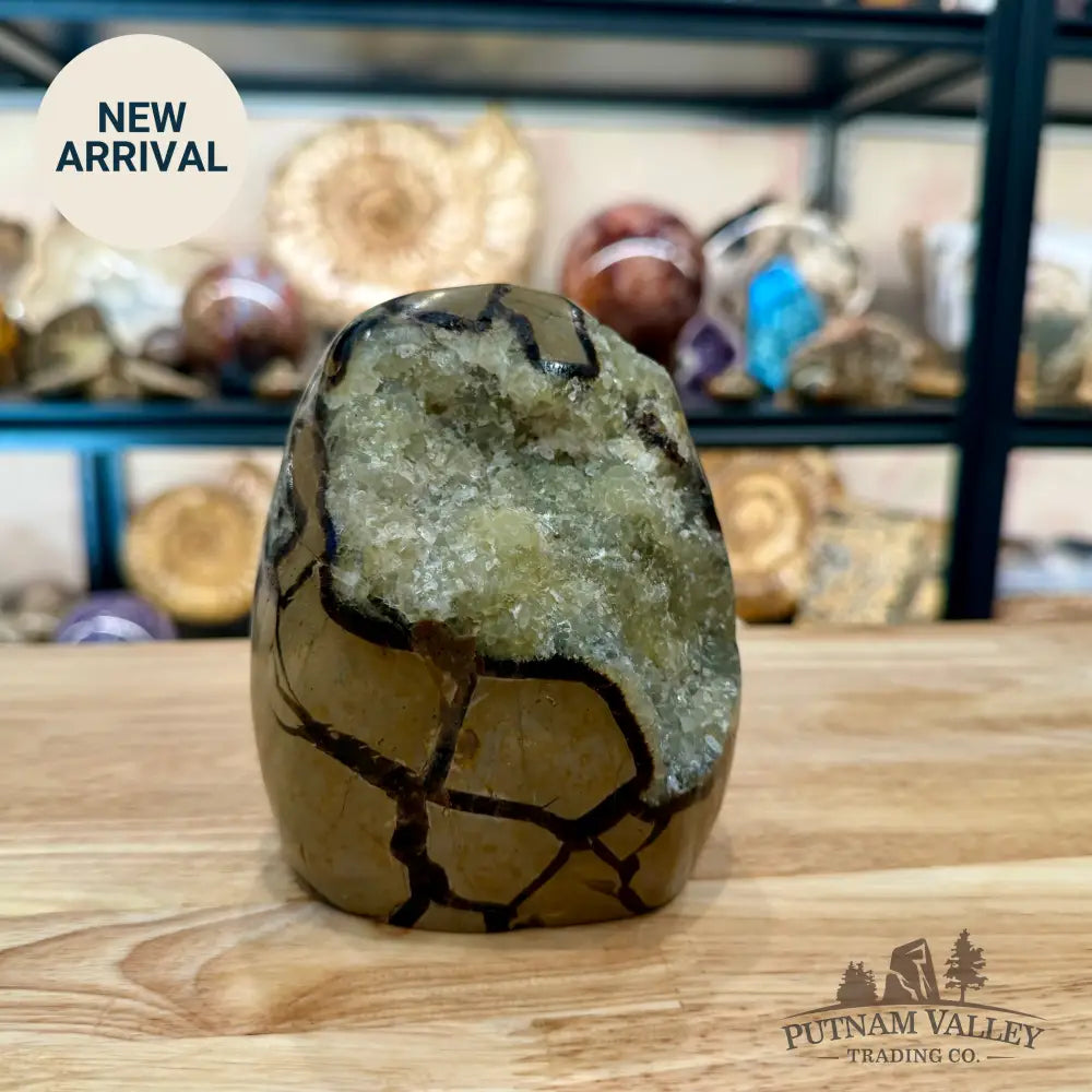 Madagascar Septarian Table Accent 4.86’’ - Accent
