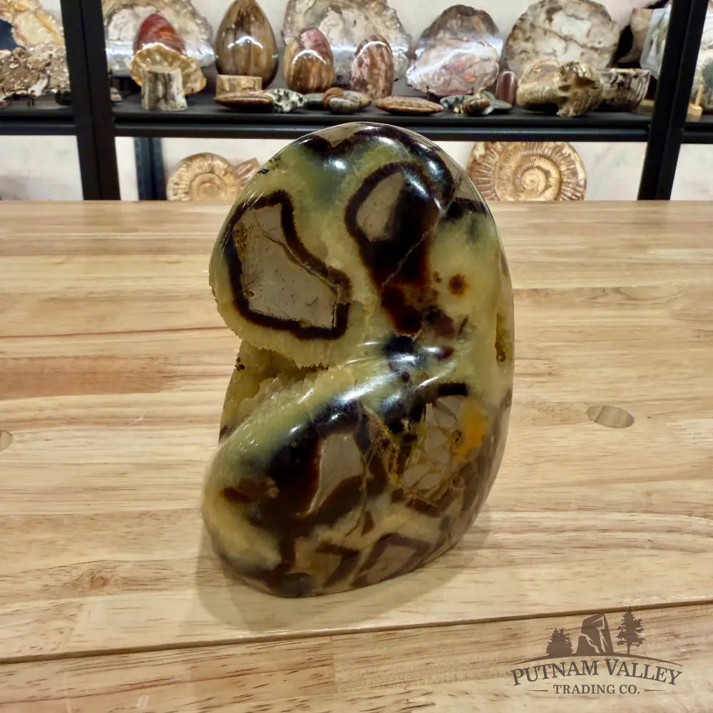 Madagascar Septarian Table Accent 5’’ Accent