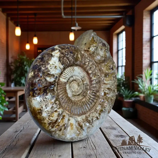 Massive Reserve Genuine Jurassic Ammonite Fossil Front View - Putnam Valley Trading