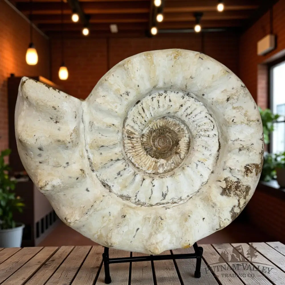 Monumental Jurassic Ammonite Fossil Fossil Specimen