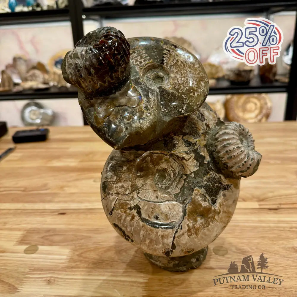 Moroccan Ammonite Cluster Sculpture 10.75’’ Fossil Sculpture