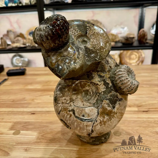 Moroccan Ammonite Cluster Sculpture 10.75’’ Fossil Sculpture