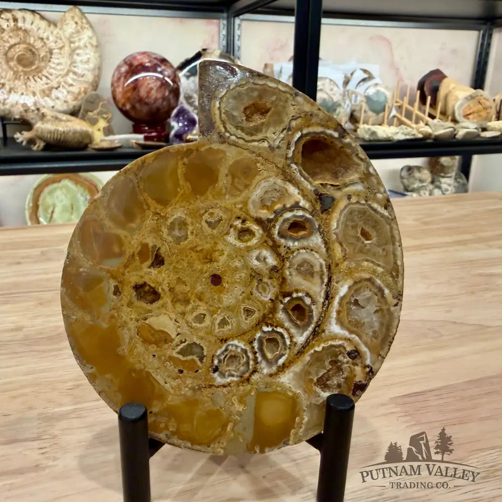 Moroccan Jurassic Ammonite Fossil Pair 5.34’’ - Fossil Specimen