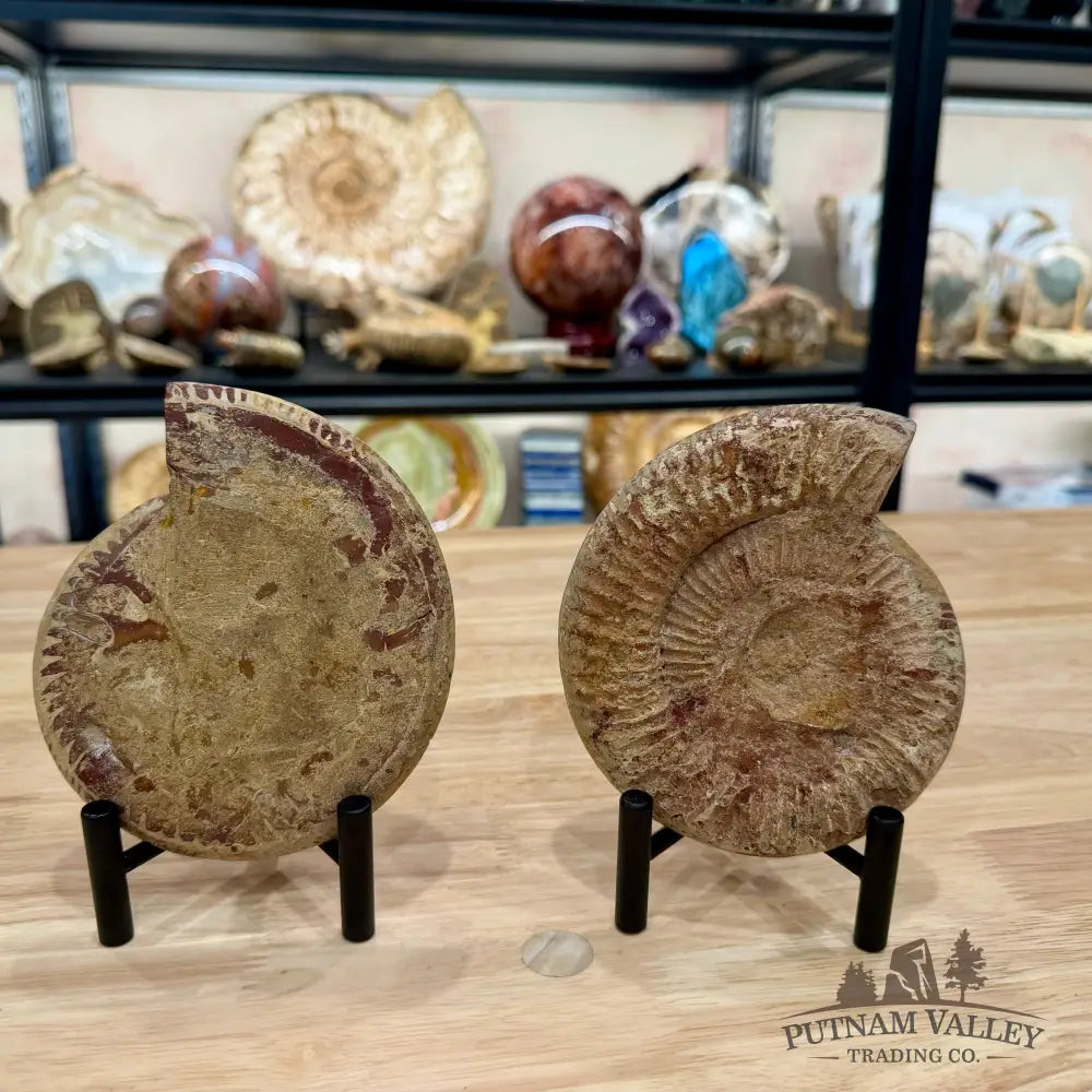 Moroccan Jurassic Ammonite Fossil Pair 5.34’’ - Fossil Specimen