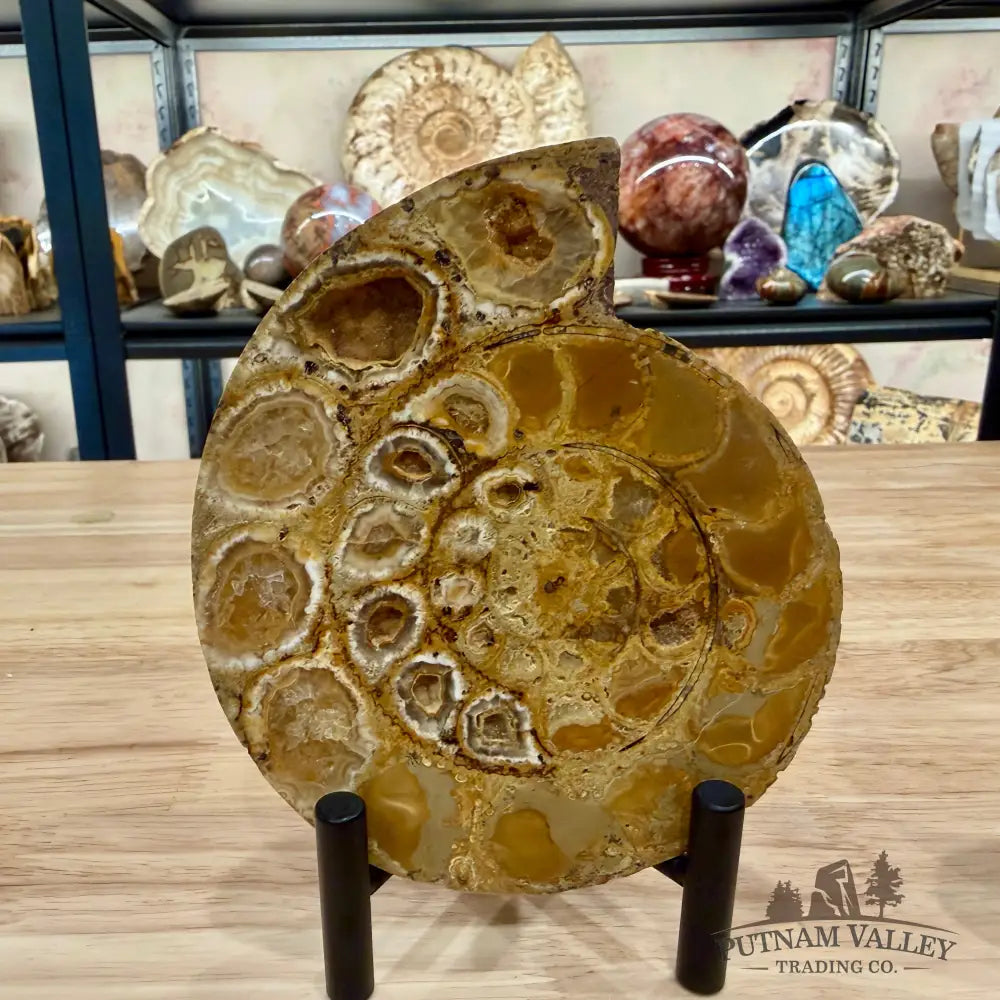 Moroccan Jurassic Ammonite Fossil Pair 5.34’’ - Fossil Specimen