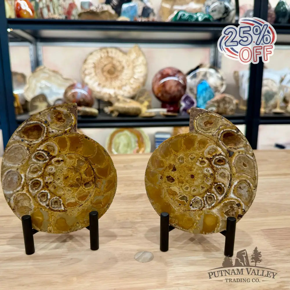 Moroccan Jurassic Ammonite Fossil Pair 5.34’’ - Fossil Specimen