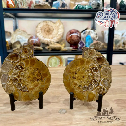 Moroccan Jurassic Ammonite Fossil Pair 5.34’’ - Fossil Specimen