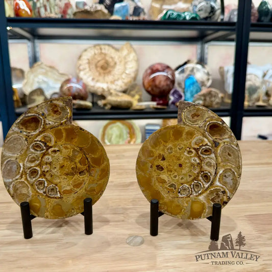 Moroccan Jurassic Ammonite Fossil Pair 5.34’’ - Fossil Specimen