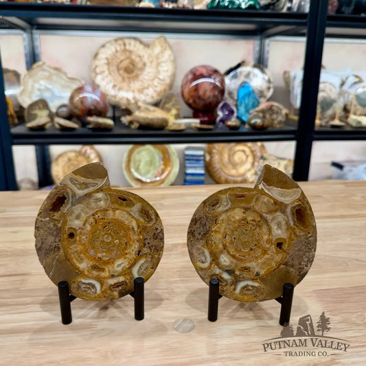 Moroccan Jurassic Ammonite Fossil Pair 5’’ - Fossil Specimen