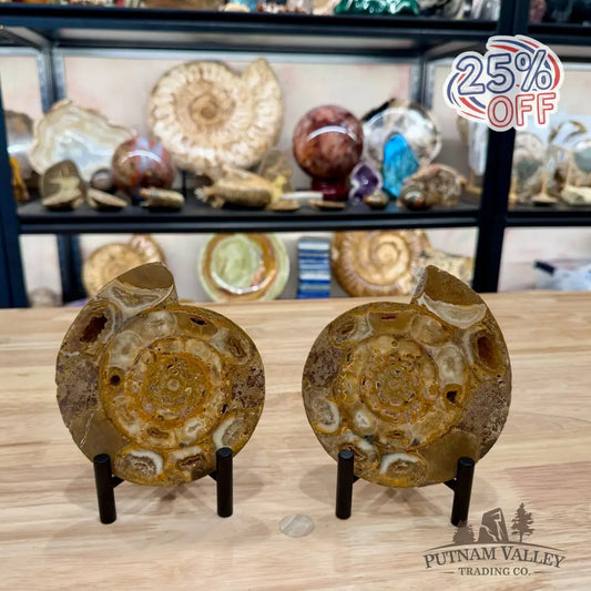 Moroccan Jurassic Ammonite Fossil Pair 5’’ - Fossil Specimen