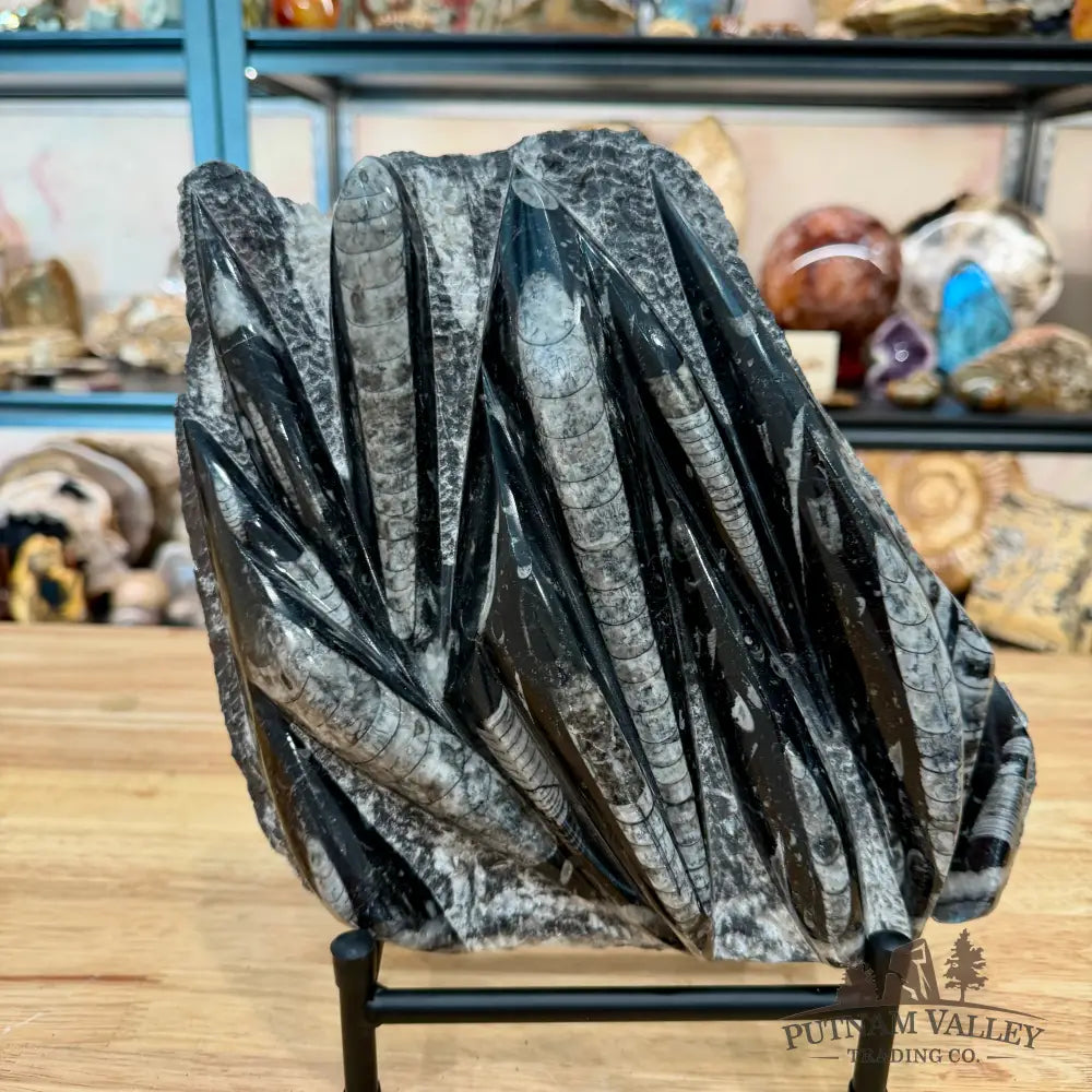 Moroccan Orthoceras Fossil Slab 10’’ - Fossil Slab