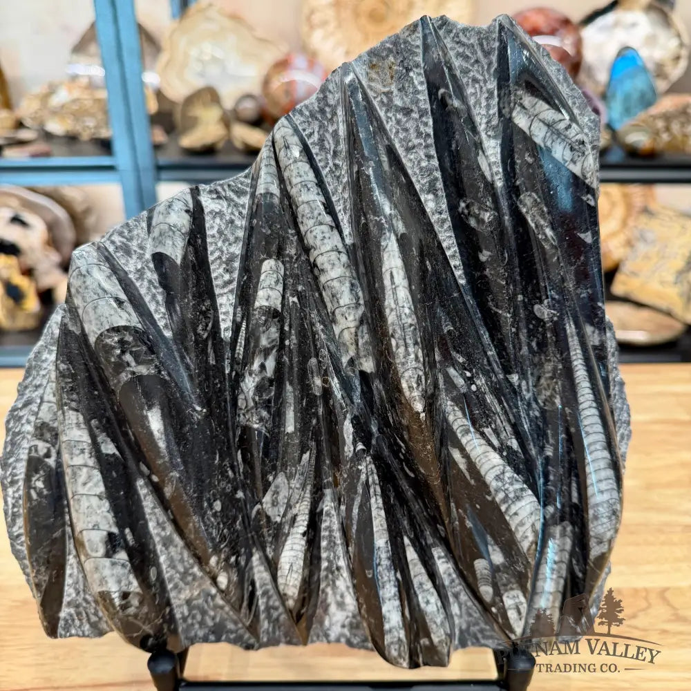Moroccan Orthoceras Fossil Slab 10.25’’ - Fossil Slab