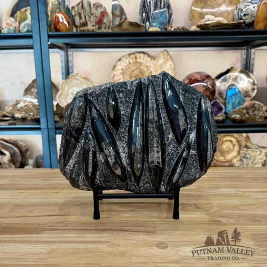 Moroccan Orthoceras Fossil Slab 11.5’’ - Fossil Slab