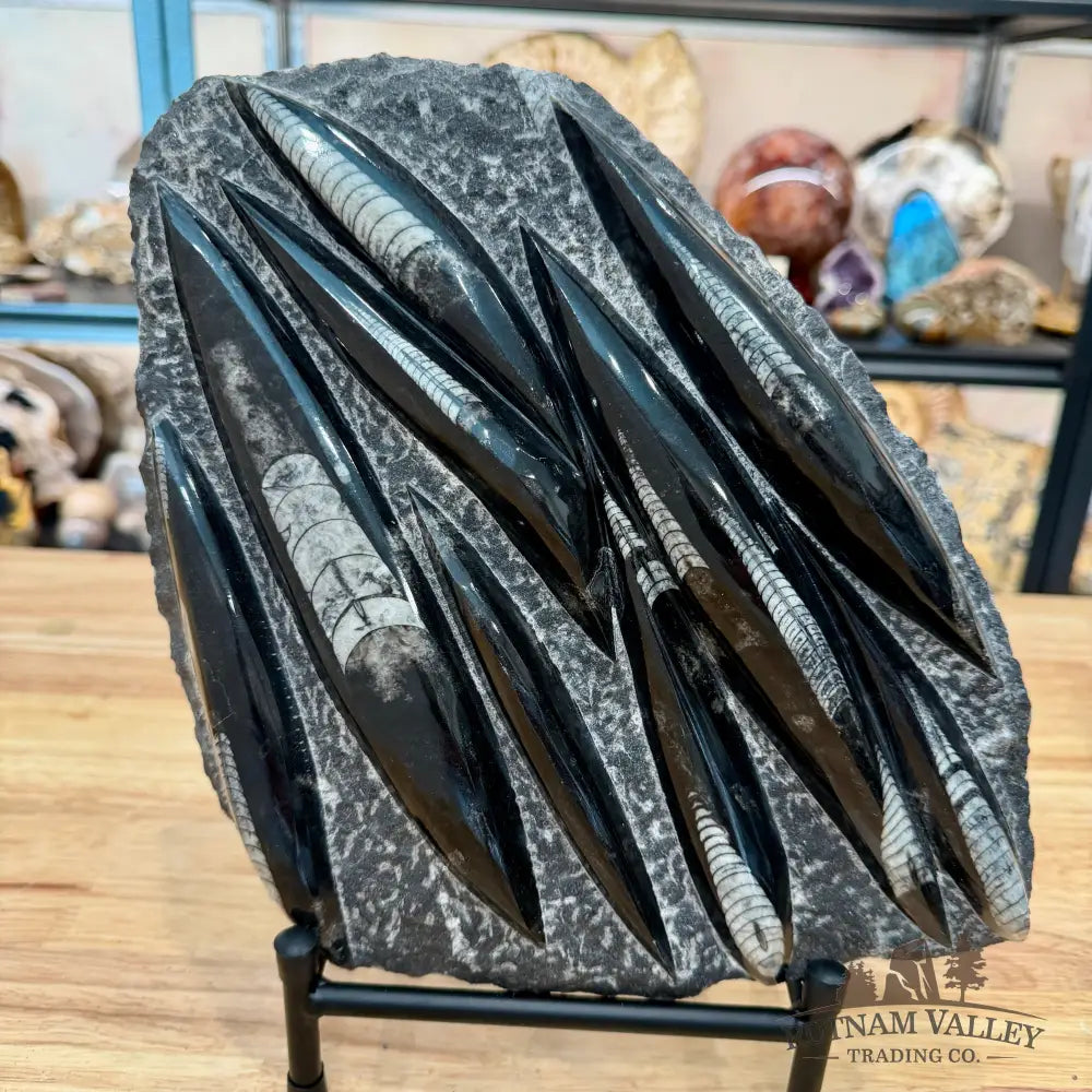Moroccan Orthoceras Fossil Slab 11.5’’ - Fossil Slab