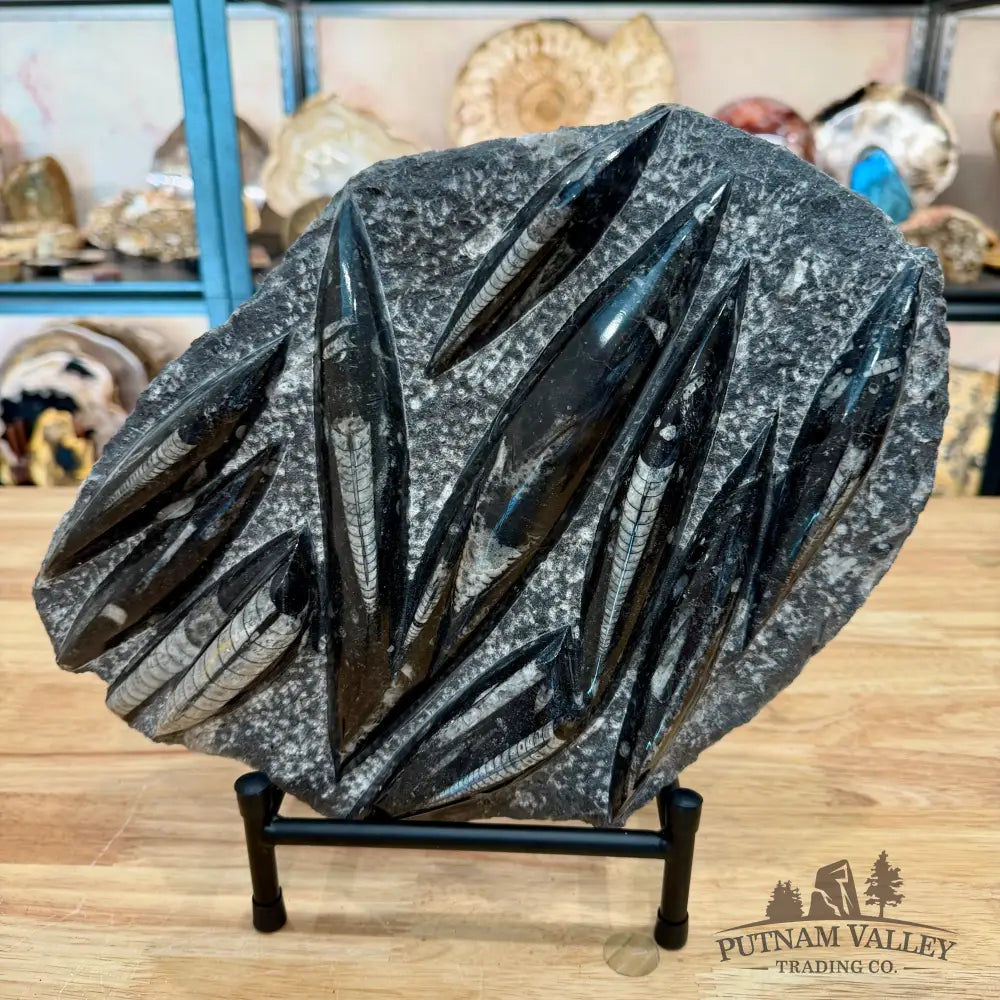 Moroccan Orthoceras Fossil Slab 11.5’’ - Fossil Slab