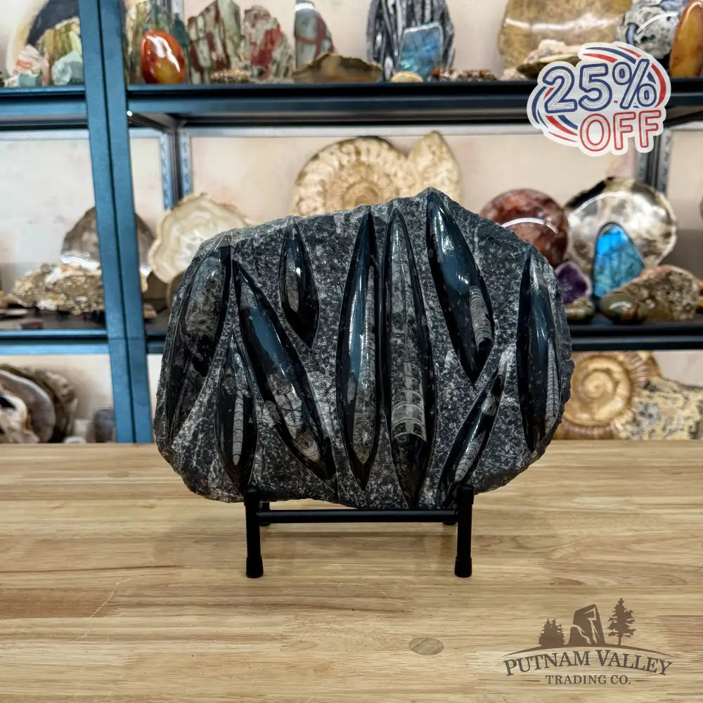 Moroccan Orthoceras Fossil Slab 11.5’’ - Fossil Slab