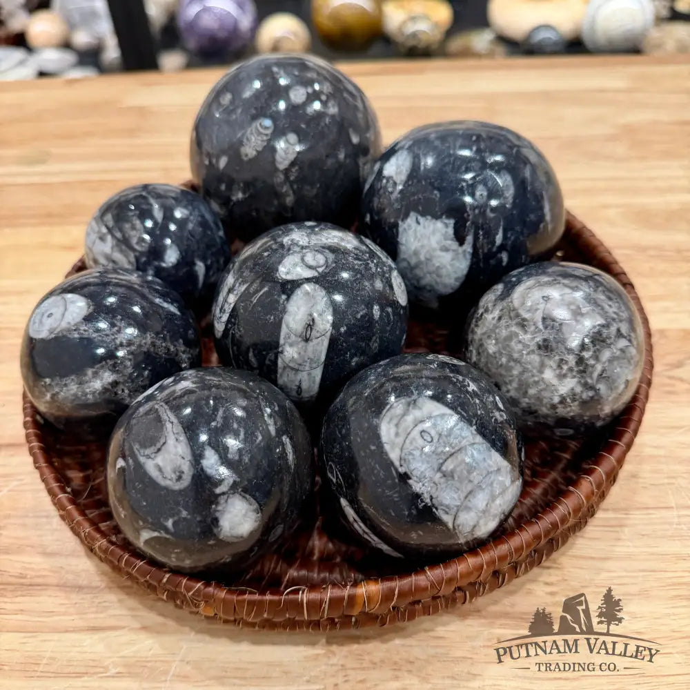 Orthoceras Fossil Spheres - 2’’- 2.4’’ - Fossil Sphere