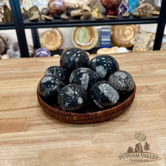 Orthoceras Fossil Spheres - Fossil Sphere