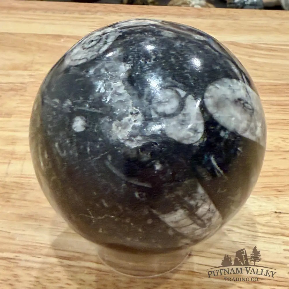 Orthoceras Fossil Spheres - Fossil Sphere