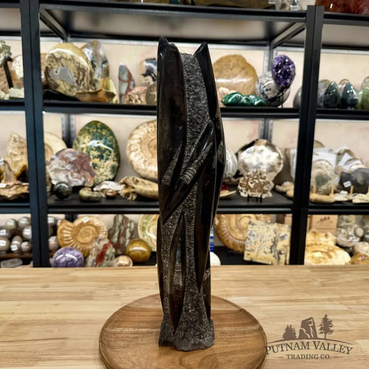 Moroccan Orthoceras Fossil Table Accent 19’’ - Fossil Sculpture