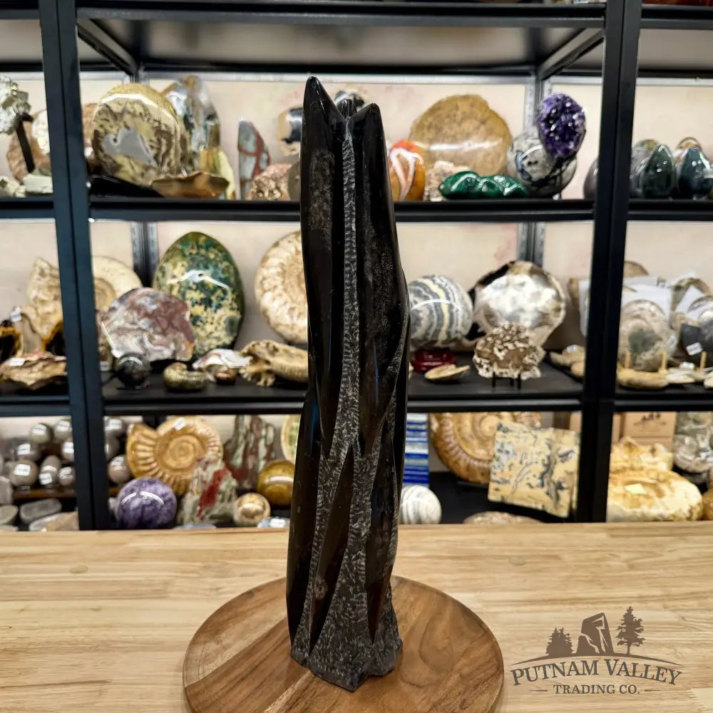 Moroccan Orthoceras Fossil Table Accent 19’’ - Fossil Sculpture