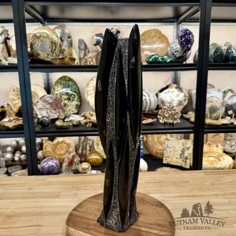 Moroccan Orthoceras Fossil Table Accent 19’’ - Fossil Sculpture