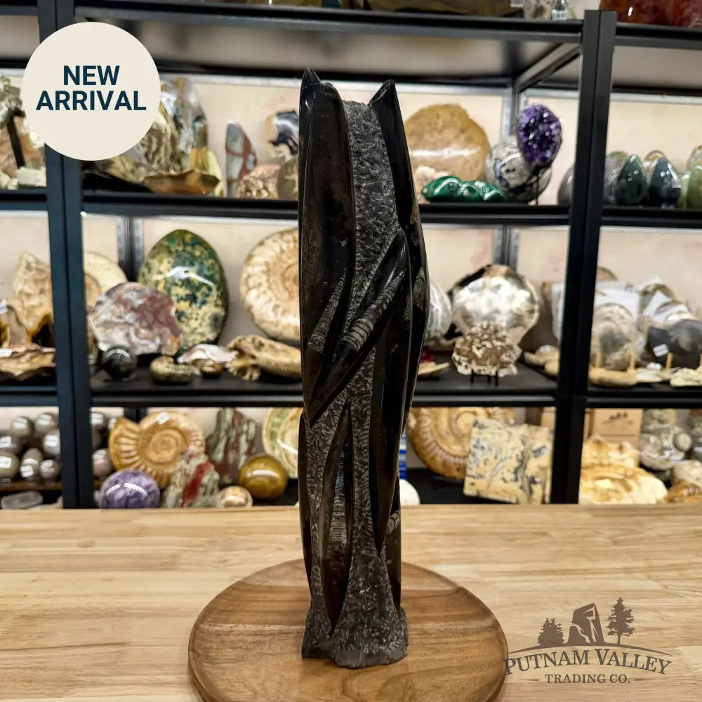 Moroccan Orthoceras Fossil Table Accent 19’’ - Fossil Sculpture