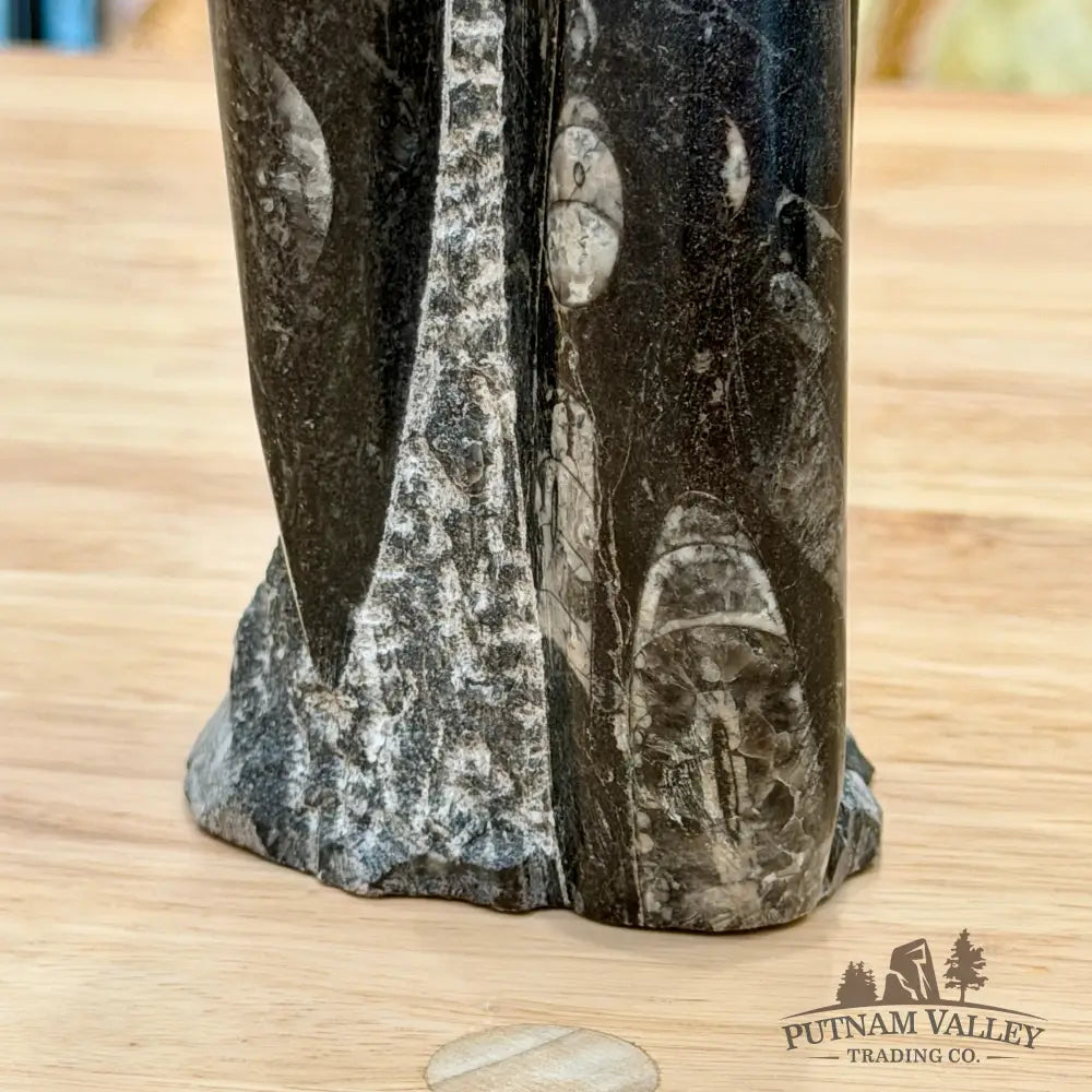 Moroccan Orthoceras Fossil Table Accent 8.25’’ - Fossil Sculpture