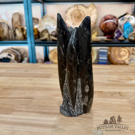 Moroccan Orthoceras Fossil Table Accent 8.25’’ - Fossil Sculpture