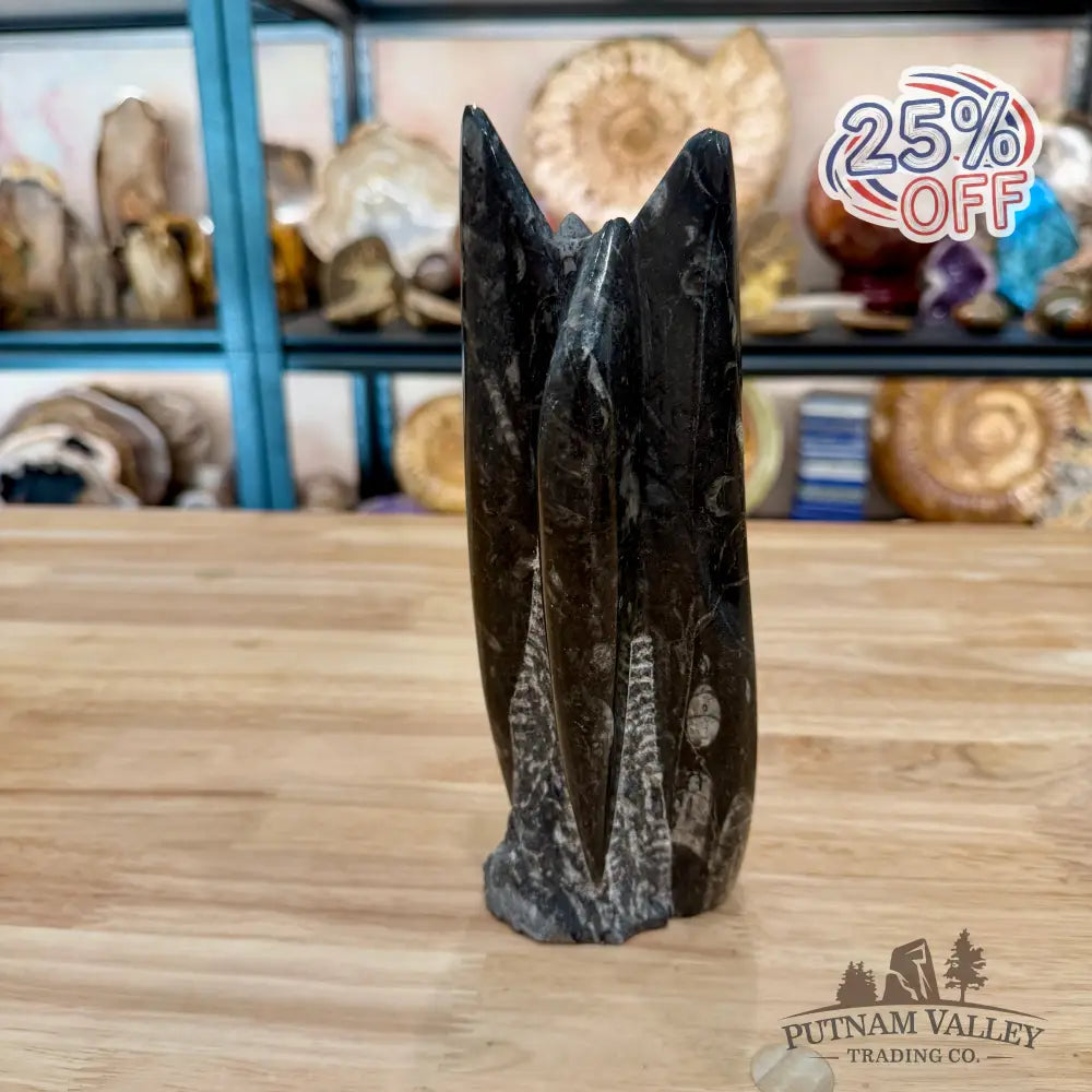Moroccan Orthoceras Fossil Table Accent 8.25’’ - Fossil Sculpture