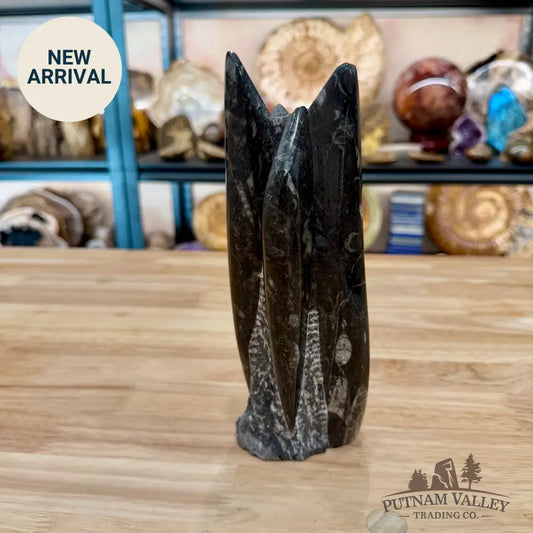 Moroccan Orthoceras Fossil Table Accent 8.25’’ - Fossil Sculpture