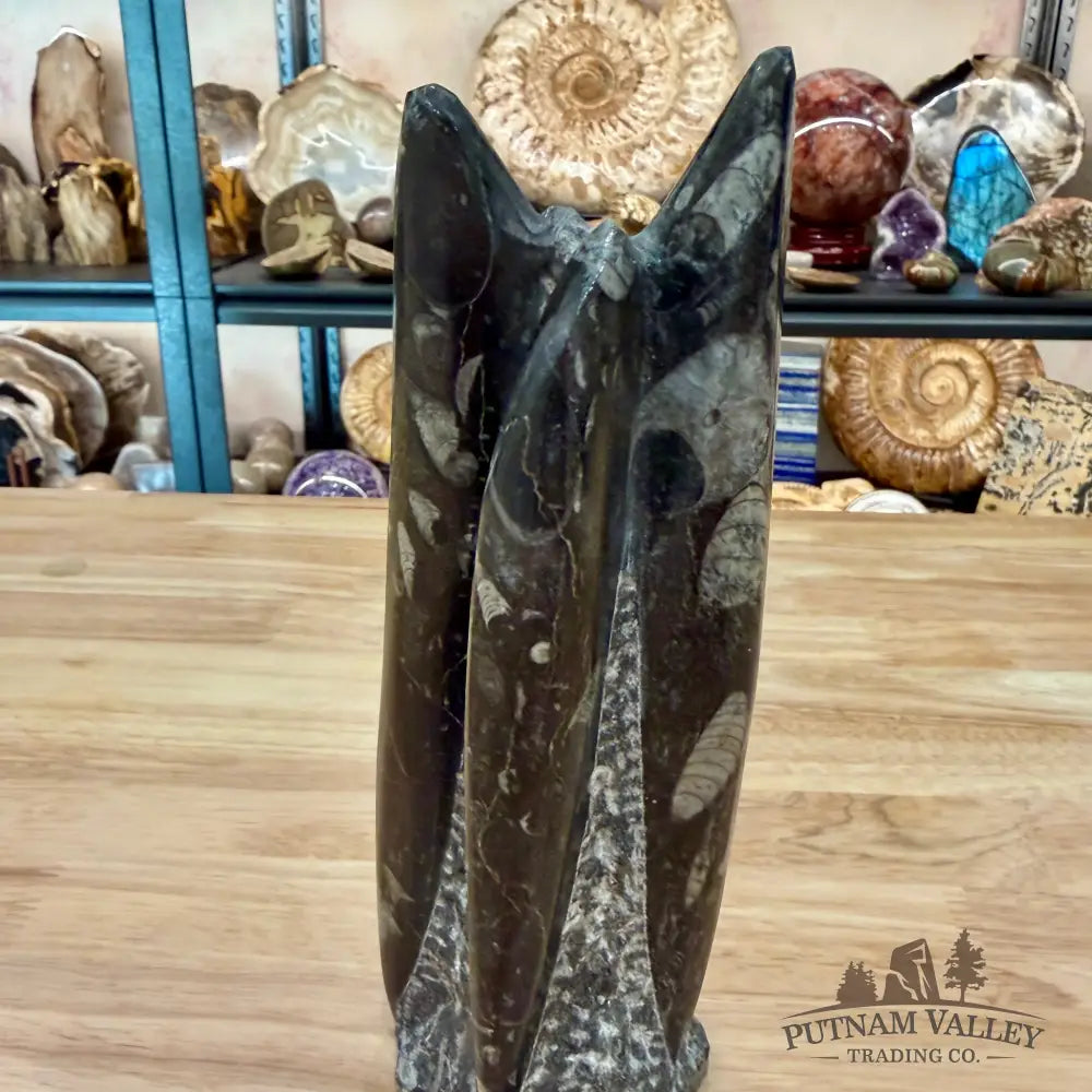 Moroccan Orthoceras Fossil Table Accent 8.25’’ - Fossil Sculpture