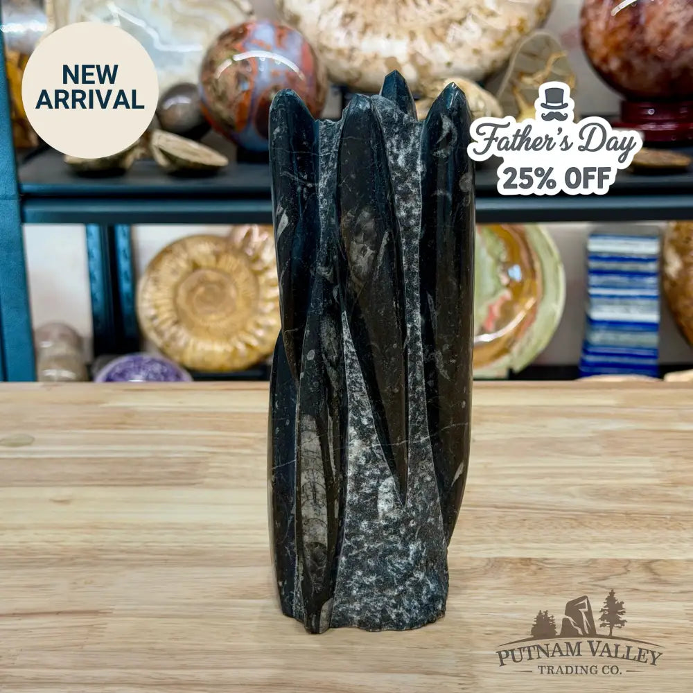 Moroccan Orthoceras Fossil Table Accent 9’’ - Fossil Sculpture