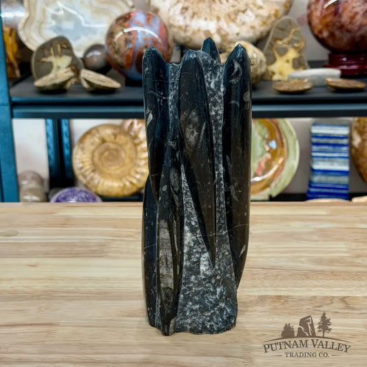 Moroccan Orthoceras Fossil Table Accent 9’’ - Fossil Sculpture