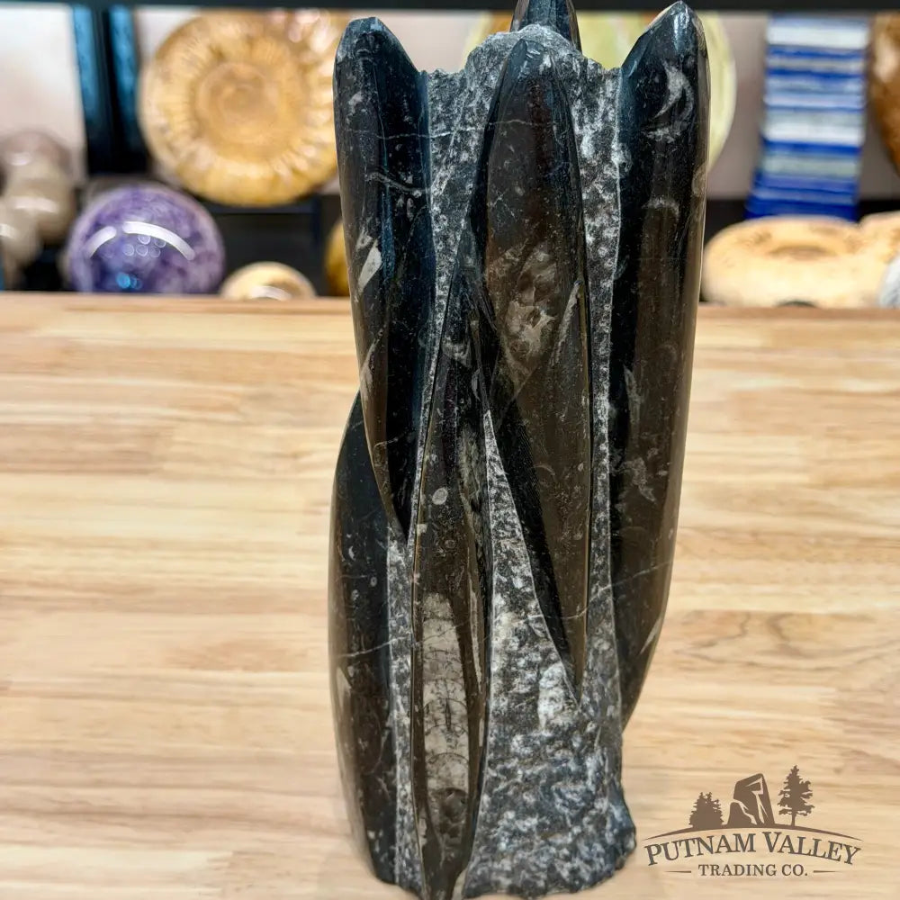 Moroccan Orthoceras Fossil Table Accent 9’’ - Fossil Sculpture