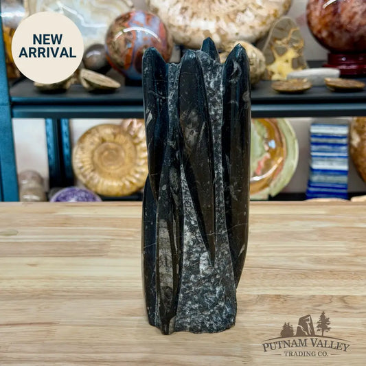 Moroccan Orthoceras Fossil Table Accent 9’’ - Fossil Sculpture