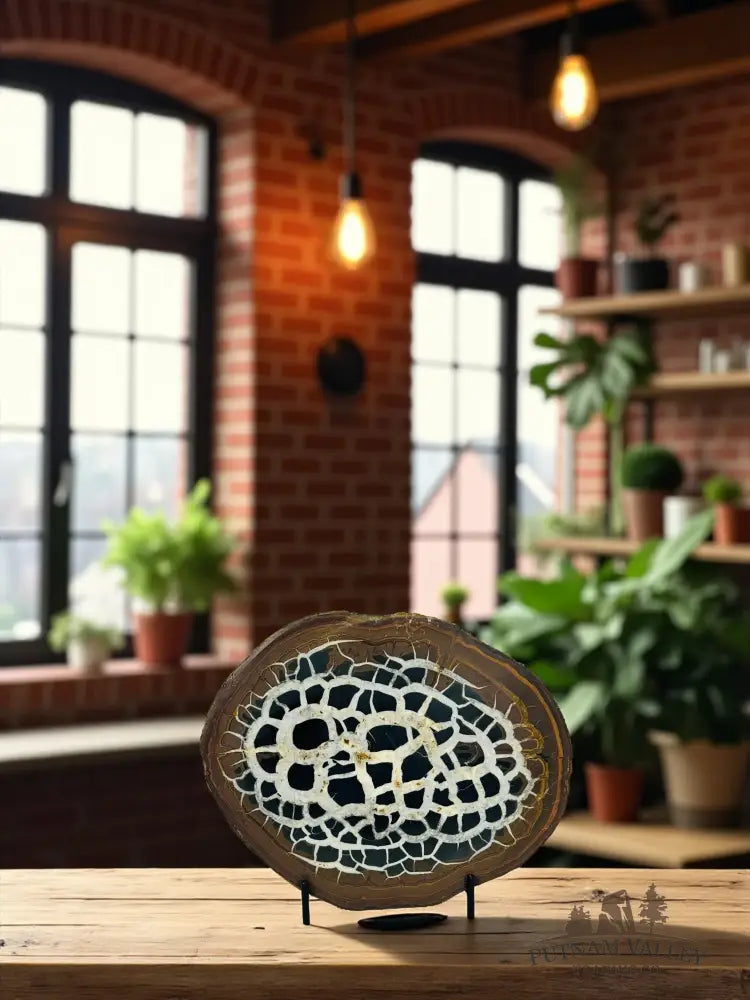 Septarian Nodule Pair