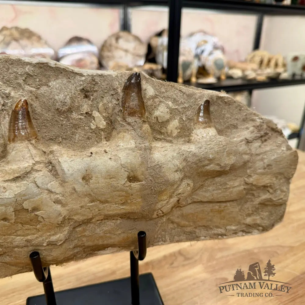 Mosasaurus Jaw & Teeth Fossil in Matrix 19’’ Fossil