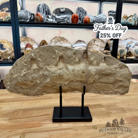 Mosasaurus Jaw & Teeth Fossil in Matrix 19’’ Fossil