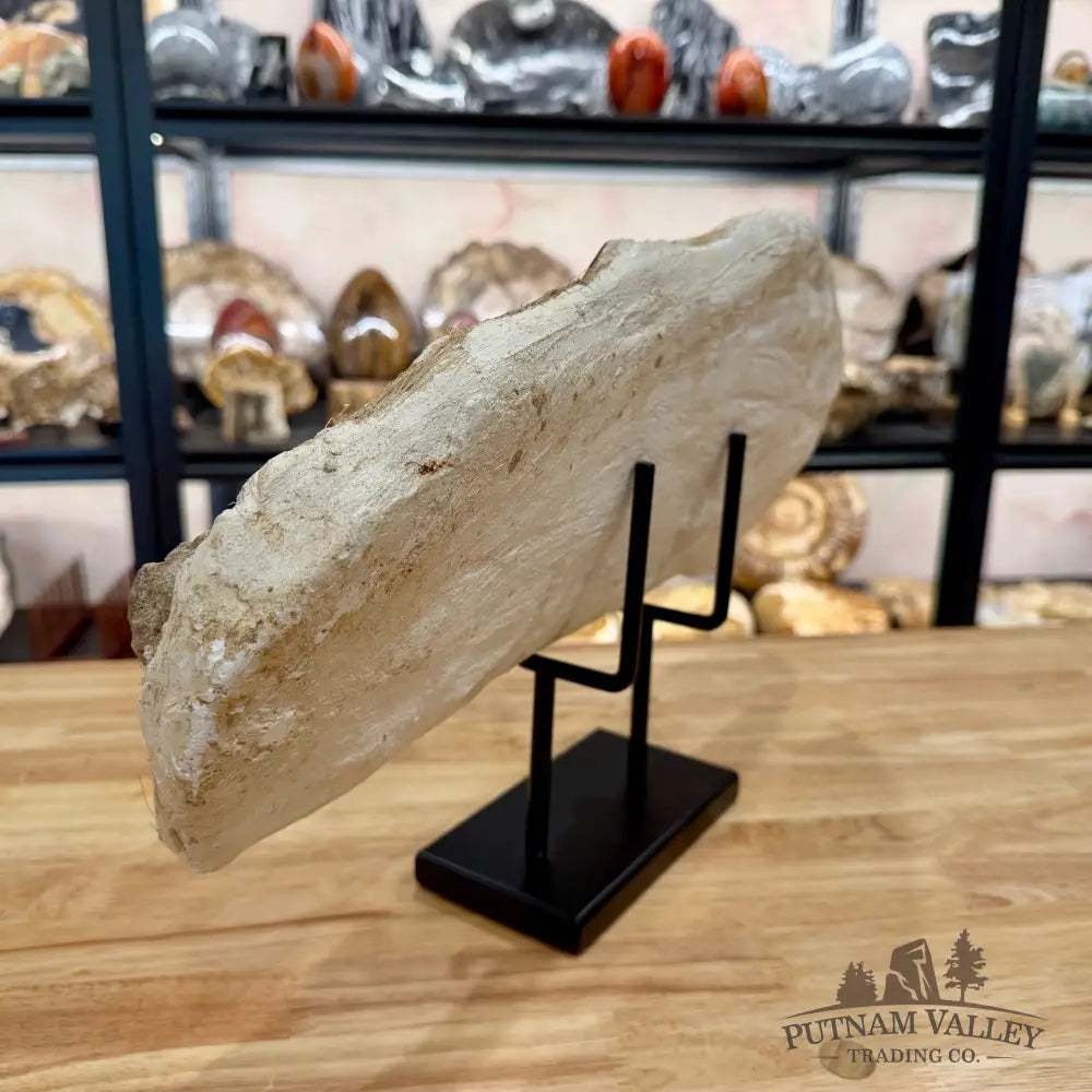 Mosasaurus Jaw & Teeth Fossil in Matrix 19’’ Fossil