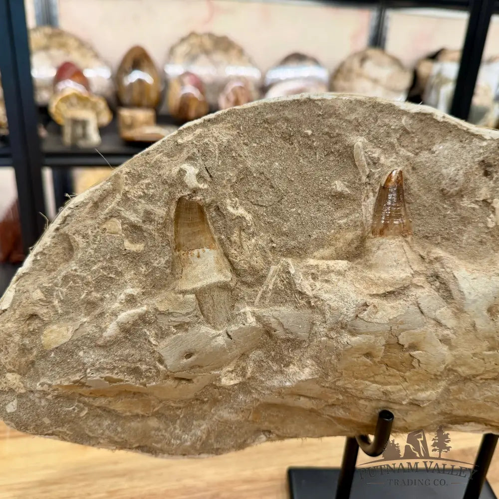 Mosasaurus Jaw & Teeth Fossil in Matrix 19’’ Fossil