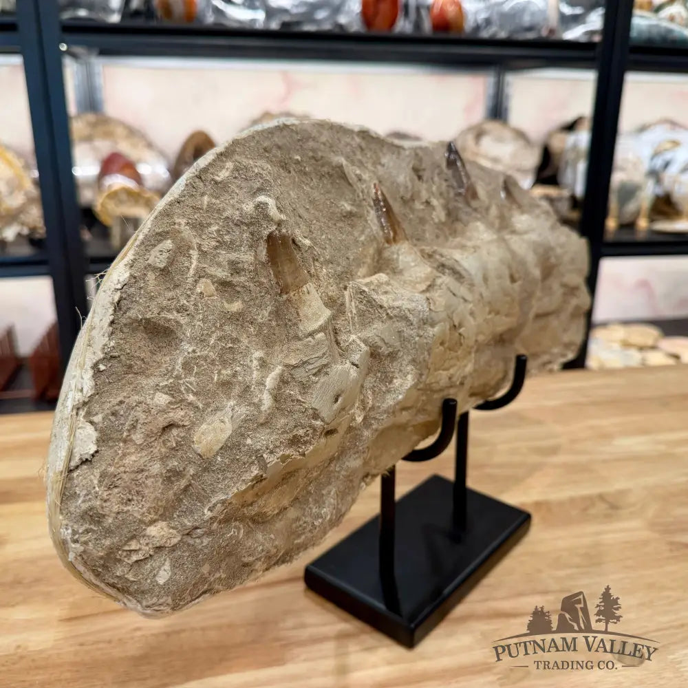 Mosasaurus Jaw & Teeth Fossil in Matrix 19’’ Fossil