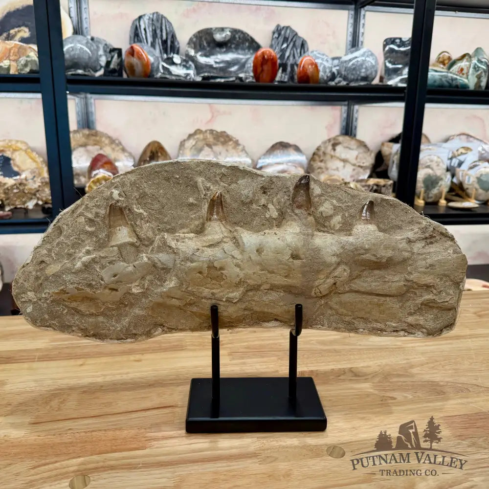 Mosasaurus Jaw & Teeth Fossil in Matrix 19’’ Fossil