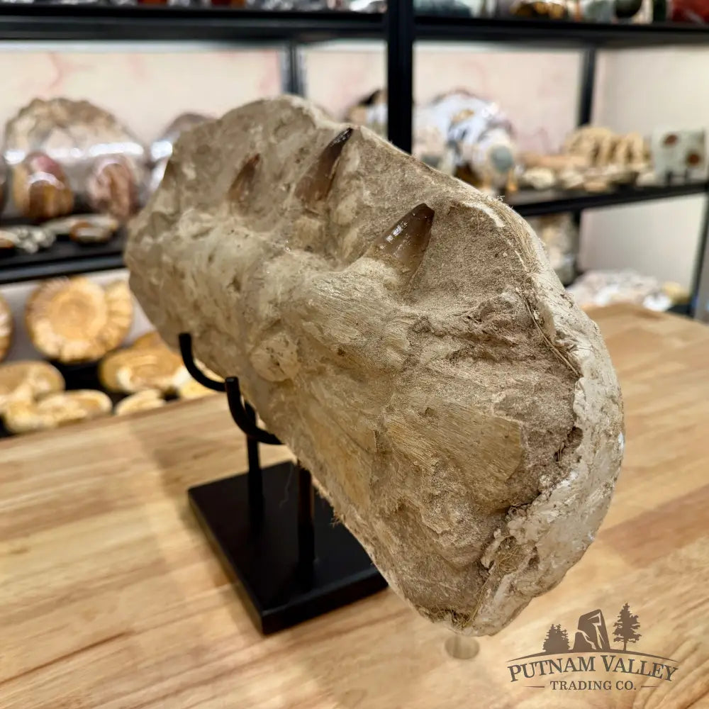 Mosasaurus Jaw & Teeth Fossil in Matrix 19’’ Fossil