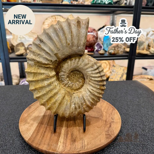 Natural Jurassic Ammonite Fossil 10.66’’ - Fossil Specimen