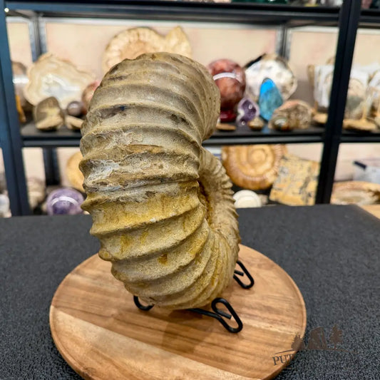Natural Jurassic Ammonite Fossil 10.66’’ - Fossil Specimen