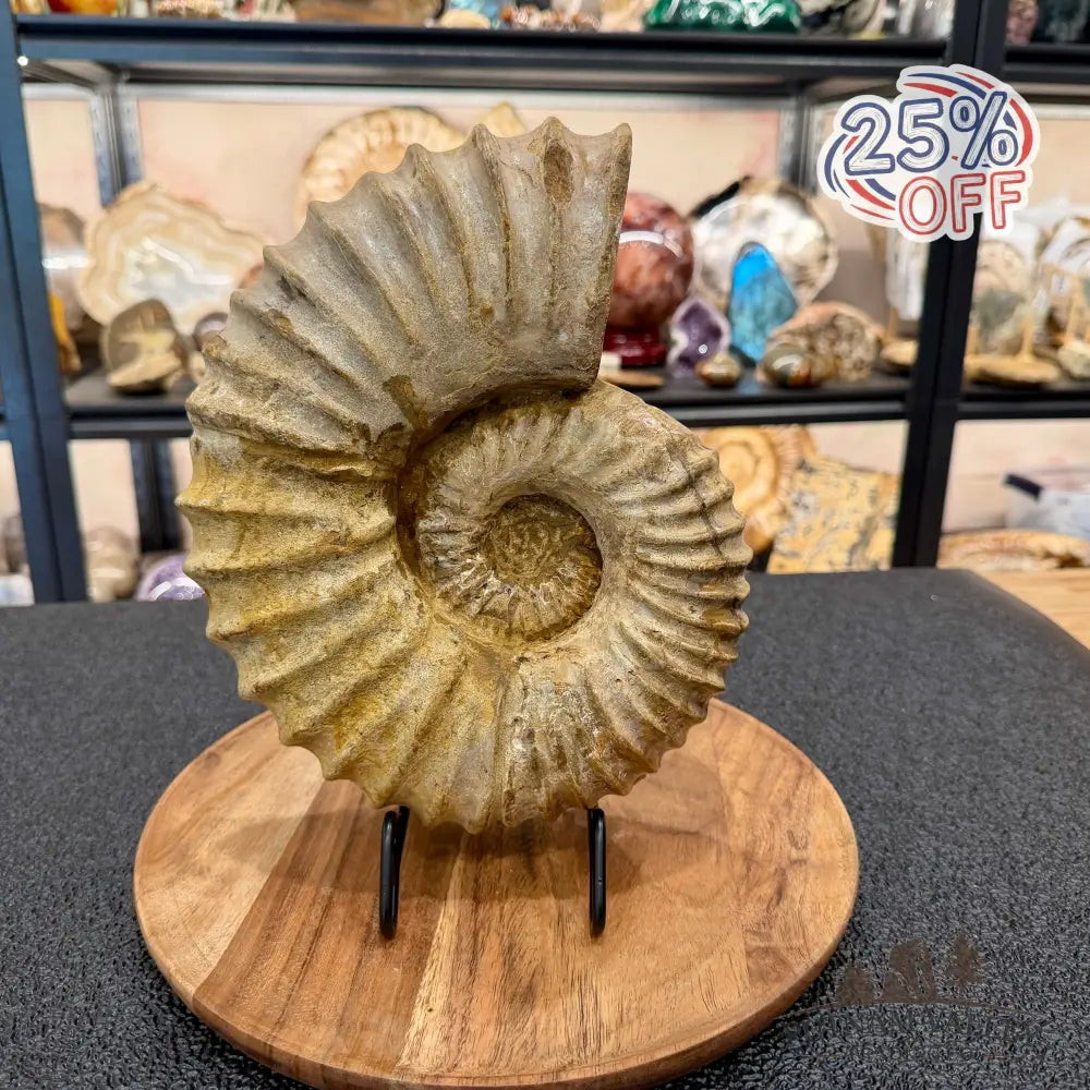 Natural Jurassic Ammonite Fossil 10.66’’ - Fossil Specimen