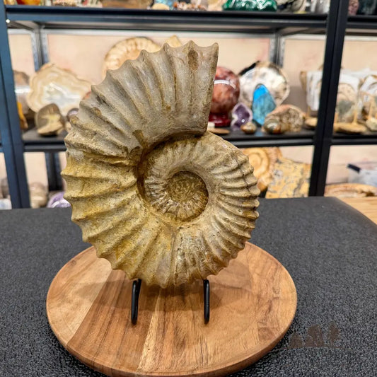 Natural Jurassic Ammonite Fossil 10.66’’ - Fossil Specimen